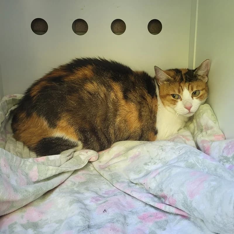 Susi und Tinka, European Shorthair (Tierheim Fulda)