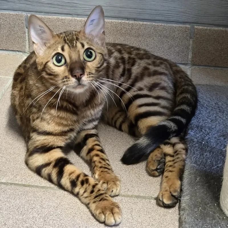 Sora, Suzume und Sakura, braun  young Bengal for adoption at Tierheim Fulda, Fulda