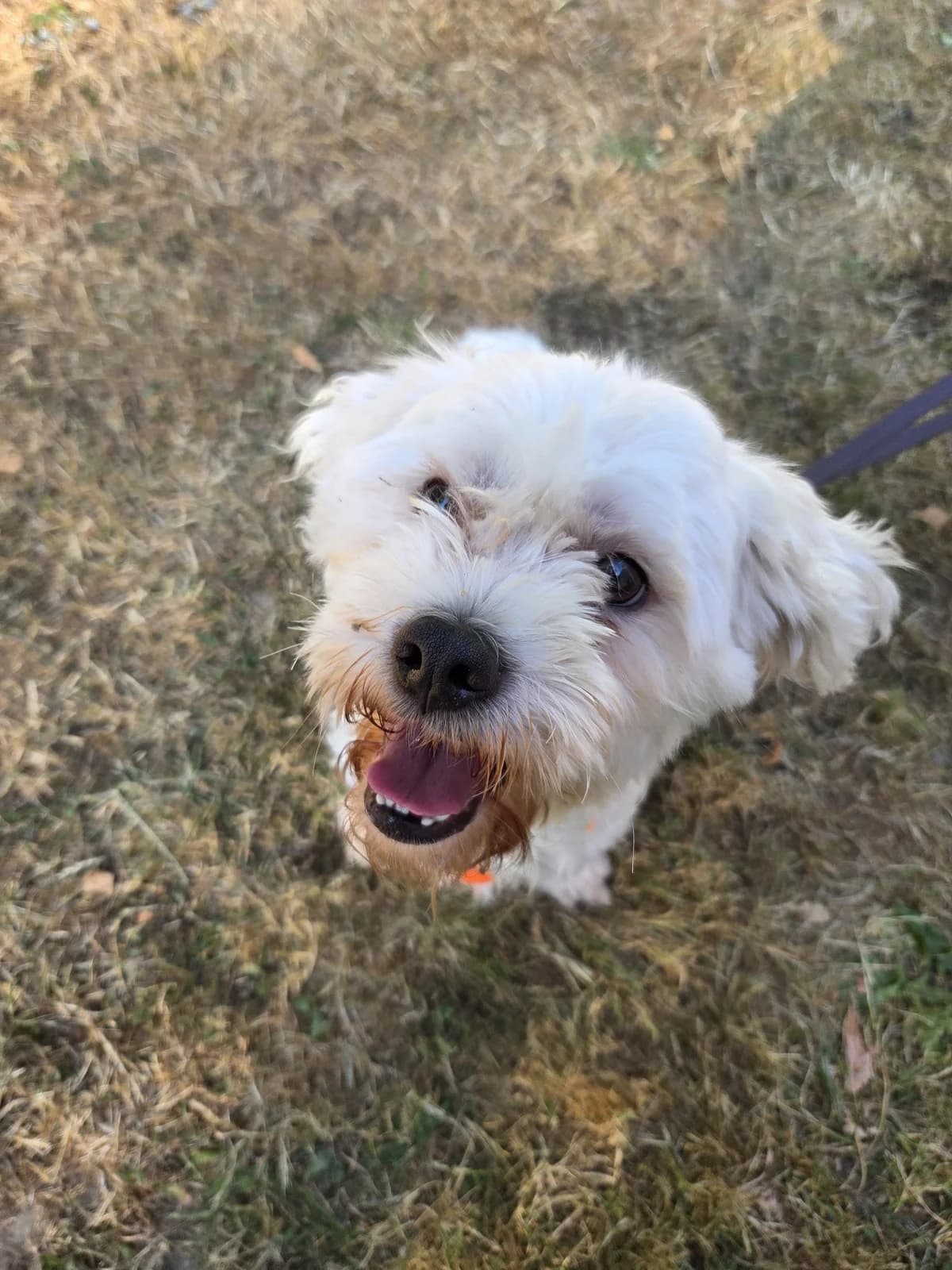 Romeo, male 5yo Mixed Breed for adoption at Tierheim Fulda, Fulda