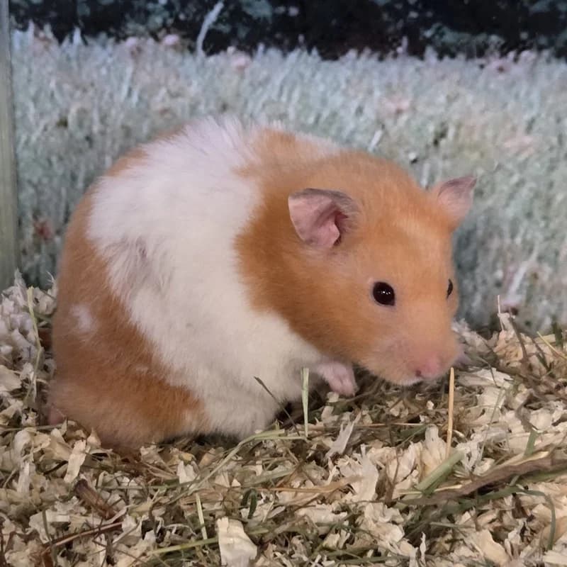 Bruno, gold  mixed breed for adoption at Tierheim Fulda, Fulda