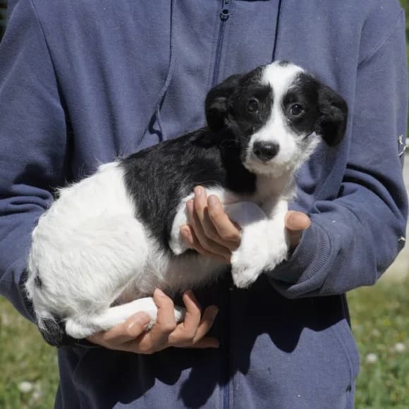 Aggie, female Mixed Breed for adoption at Tierschutz Kinzig-Main e.V. (Tierheim Gelnhausen)