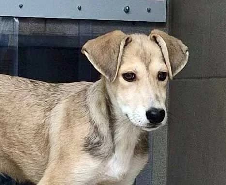 Angel *RESERVIERT*, female Mixed Breed for adoption at Tierschutz Kinzig-Main e.V. (Tierheim Gelnhausen)