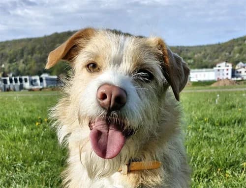 Barbie, female Mixed Breed for adoption at Tierschutz Kinzig-Main e.V. (Tierheim Gelnhausen)