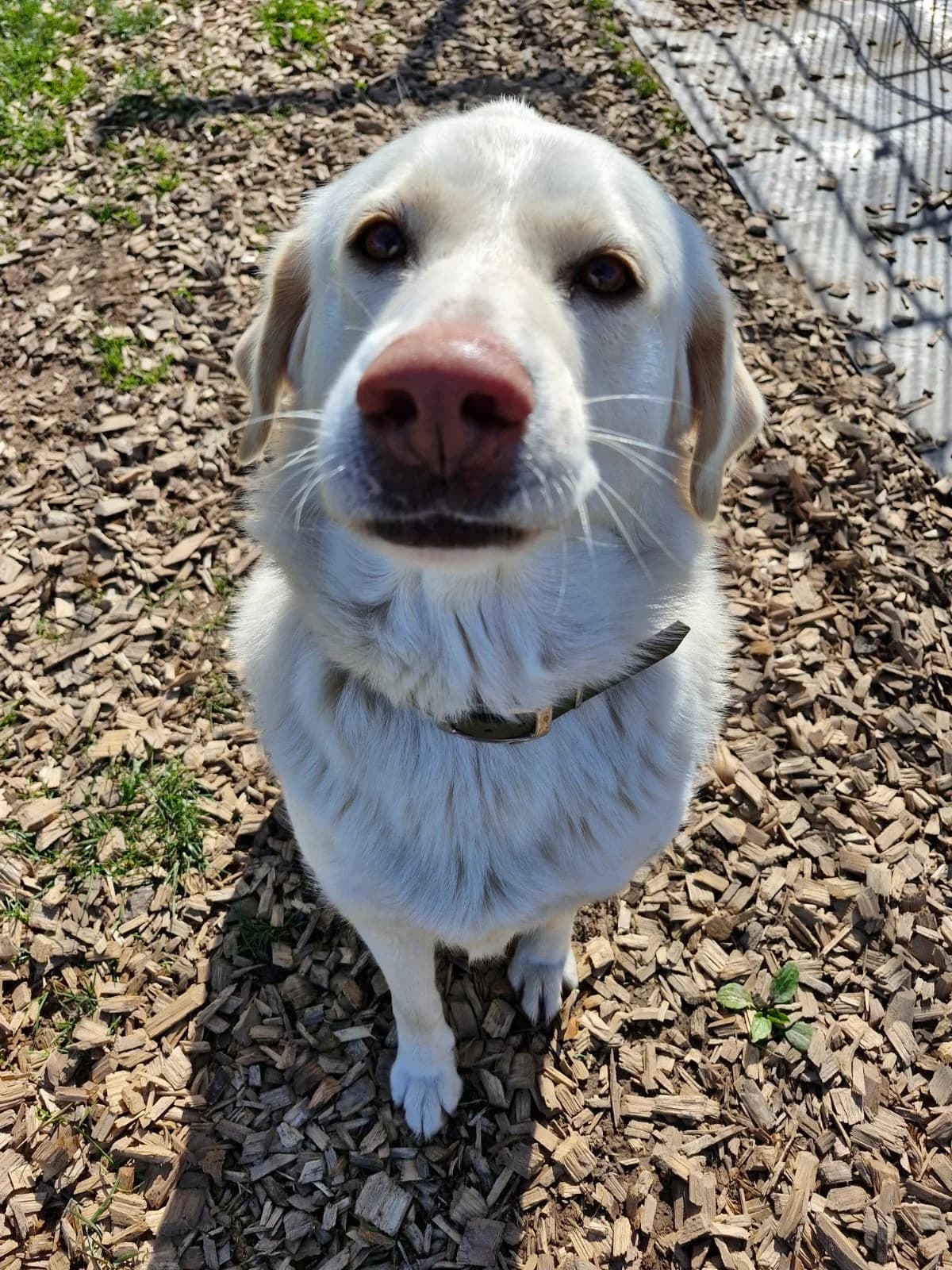 Boa, female Mixed Breed for adoption at Tierschutz Kinzig-Main e.V. (Tierheim Gelnhausen)