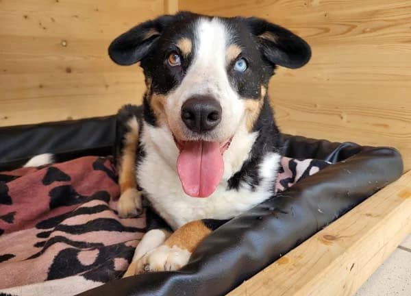Bolle, male senior Mixed Breed for adoption at Tierschutz Kinzig-Main e.V. (Tierheim Gelnhausen)