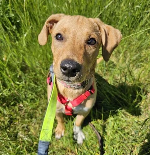 Bruno, Mixed Breed (Tierschutz Kinzig-Main e.V. (Tierheim Gelnhausen))