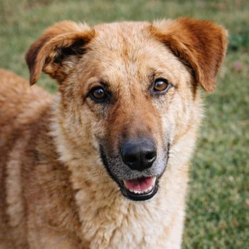 Buggy, female Mixed Breed for adoption at Tierschutz Kinzig-Main e.V. (Tierheim Gelnhausen)
