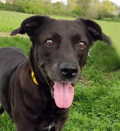 Cary, female Mixed Breed for adoption at Tierschutz Kinzig-Main e.V. (Tierheim Gelnhausen)