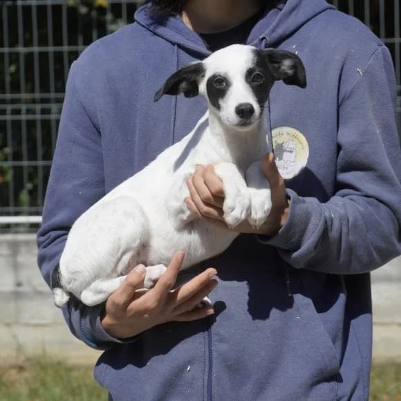 Dottie, female puppy Mixed Breed for adoption at Tierschutz Kinzig-Main e.V. (Tierheim Gelnhausen)