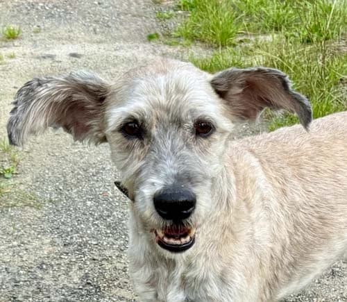 Edu, male senior Mixed Breed for adoption at Tierschutz Kinzig-Main e.V. (Tierheim Gelnhausen)