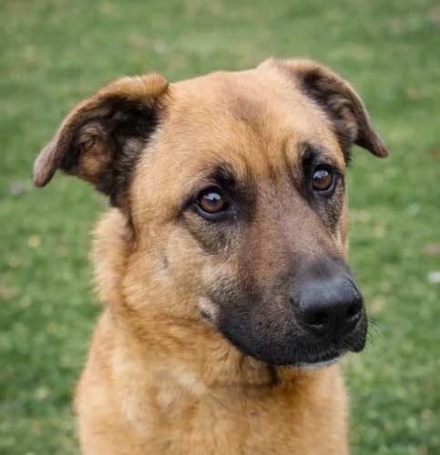Ginger *RESERVIERT*, male 3yo Mixed Breed for adoption at Tierschutz Kinzig-Main e.V. (Tierheim Gelnhausen)