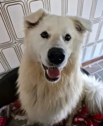 Ice, male young Mixed Breed for adoption at Tierschutz Kinzig-Main e.V. (Tierheim Gelnhausen)