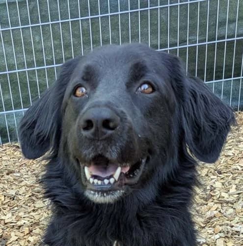 Jimmy, Mixed Breed (Tierschutz Kinzig-Main e.V. (Tierheim Gelnhausen))