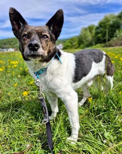 Jochen, male senior Mixed Breed for adoption at Tierschutz Kinzig-Main e.V. (Tierheim Gelnhausen)