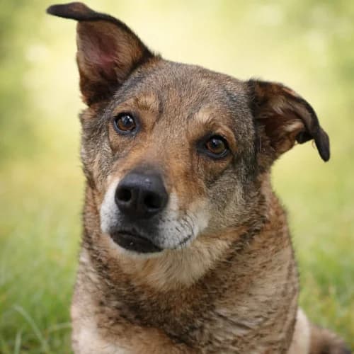 Joy, female senior Mixed Breed for adoption at Tierschutz Kinzig-Main e.V. (Tierheim Gelnhausen)