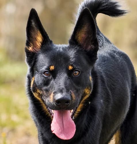 Karma, male young Mixed Breed for adoption at Tierschutz Kinzig-Main e.V. (Tierheim Gelnhausen)