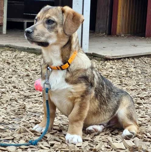 Kim, beige male young Mixed Breed for adoption at Tierschutz Kinzig-Main e.V. (Tierheim Gelnhausen)