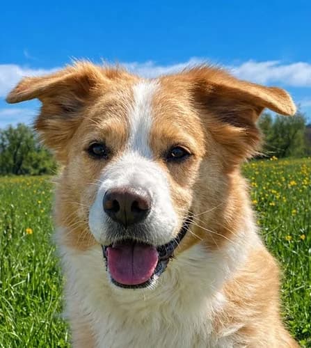Kyra, golden female Mixed Breed for adoption at Tierschutz Kinzig-Main e.V. (Tierheim Gelnhausen)