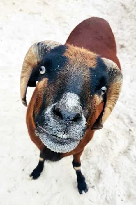Leo, male senior Mixed Breed for adoption at Tierschutz Kinzig-Main e.V. (Tierheim Gelnhausen)