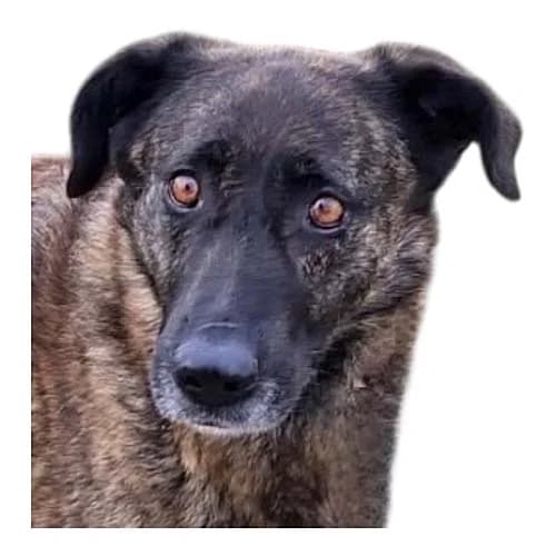 Lua, female Mixed Breed for adoption at Tierschutz Kinzig-Main e.V. (Tierheim Gelnhausen)