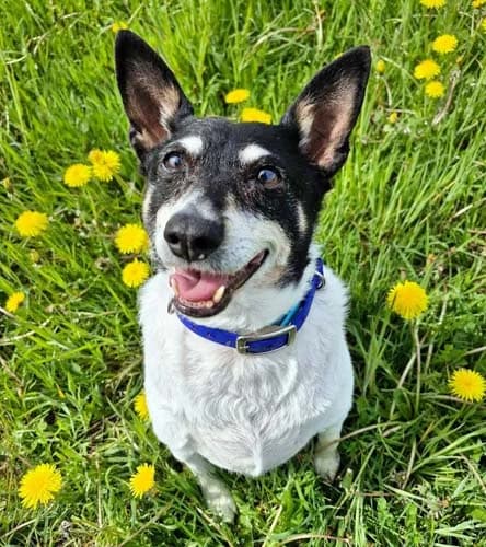 Milly, female Mixed Breed for adoption at Tierschutz Kinzig-Main e.V. (Tierheim Gelnhausen)