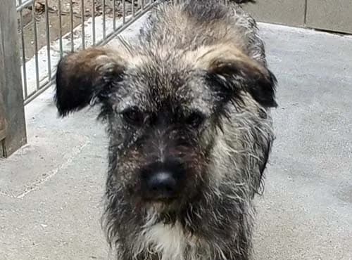 Mindy *RESERSVIERT*, Mixed Breed (Tierschutz Kinzig-Main e.V. (Tierheim Gelnhausen))