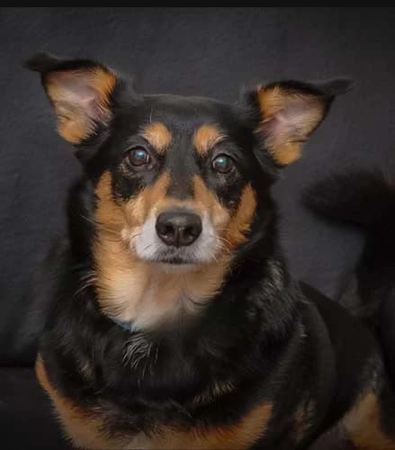 Misiek, male Mixed Breed for adoption at Tierschutz Kinzig-Main e.V. (Tierheim Gelnhausen)