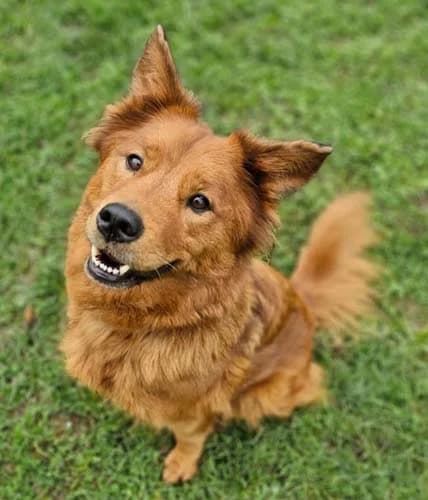 Monchi, female Mixed Breed for adoption at Tierschutz Kinzig-Main e.V. (Tierheim Gelnhausen)