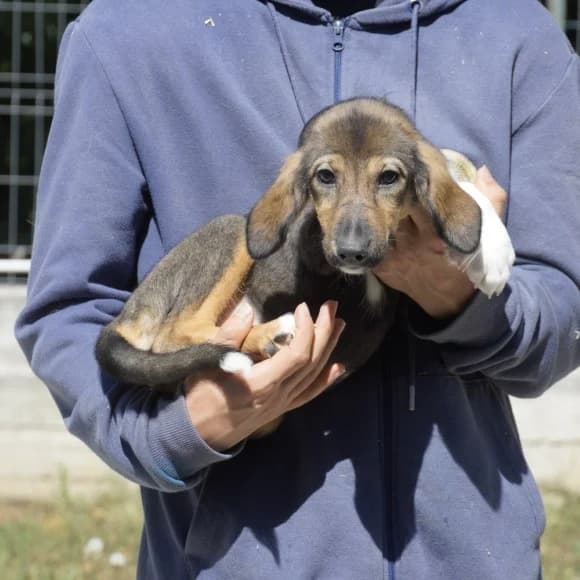 Pippa- geblockt, female puppy Mixed Breed for adoption at Tierschutz Kinzig-Main e.V. (Tierheim Gelnhausen)
