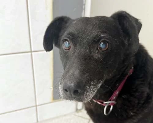 Rambo, male senior Mixed Breed for adoption at Tierschutz Kinzig-Main e.V. (Tierheim Gelnhausen)