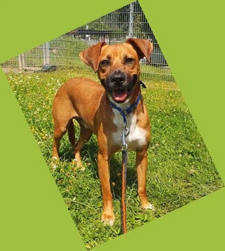 Rudi, male Mixed Breed for adoption at Tierschutz Kinzig-Main e.V. (Tierheim Gelnhausen)