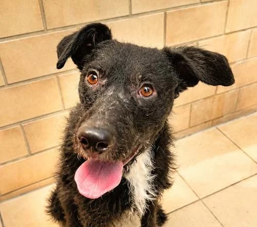 Teddy, Mixed Breed (Tierschutz Kinzig-Main e.V. (Tierheim Gelnhausen))