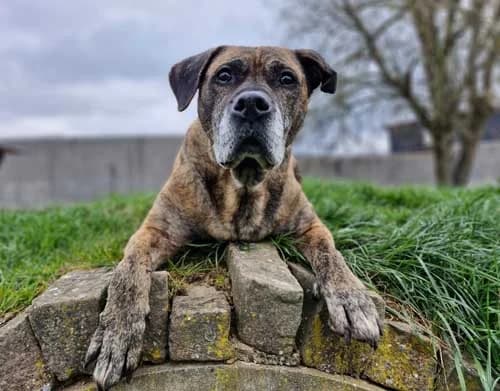 Tira, female Mixed Breed for adoption at Tierschutz Kinzig-Main e.V. (Tierheim Gelnhausen)