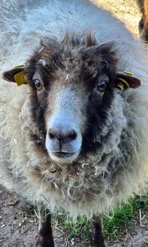 Dietlinde Wolli, female Mixed Breed for adoption at Tierschutz Kinzig-Main e.V. (Tierheim Gelnhausen)