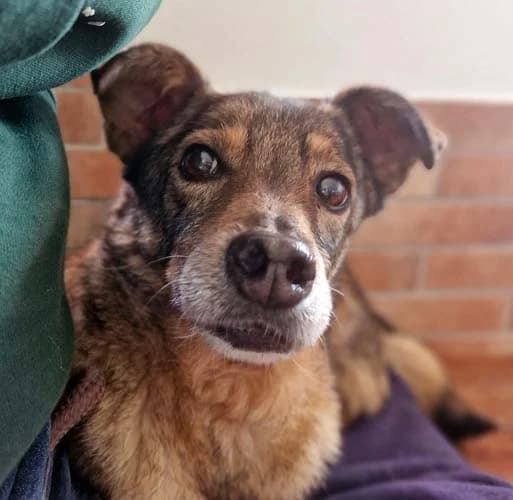 Ylenia, female Mixed Breed for adoption at Tierschutz Kinzig-Main e.V. (Tierheim Gelnhausen)