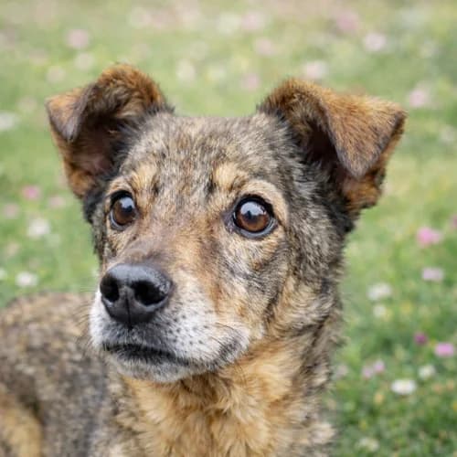 Ylenia, female Mixed Breed for adoption at Tierschutz Kinzig-Main e.V. (Tierheim Gelnhausen)