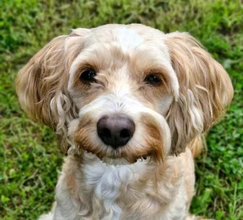 Yoshi, male 7yo Mixed Breed for adoption at Tierschutz Kinzig-Main e.V. (Tierheim Gelnhausen)