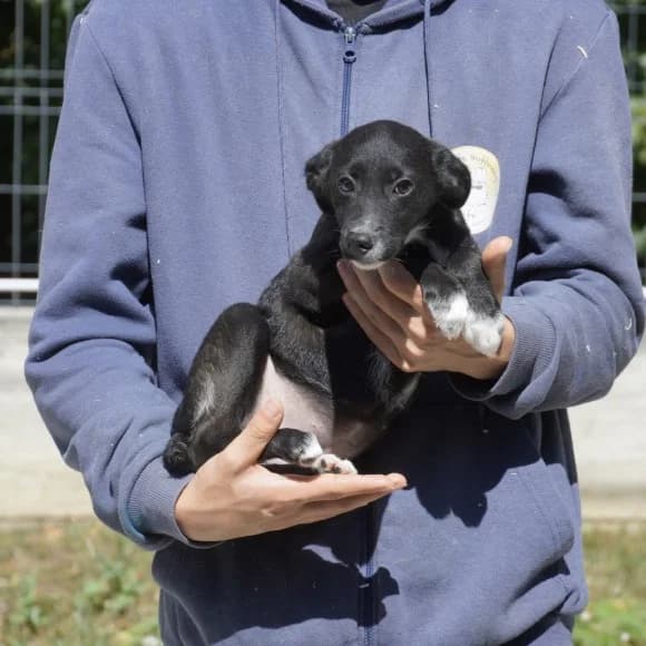 Zola, female puppy Mixed Breed for adoption at Tierschutz Kinzig-Main e.V. (Tierheim Gelnhausen)