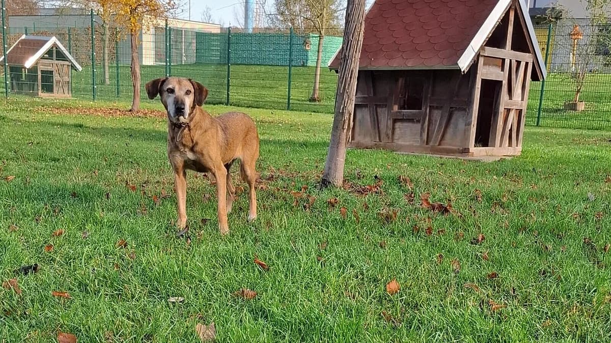 Alma,  Mixed Breed for adoption at Tierheim Gera, Gera
