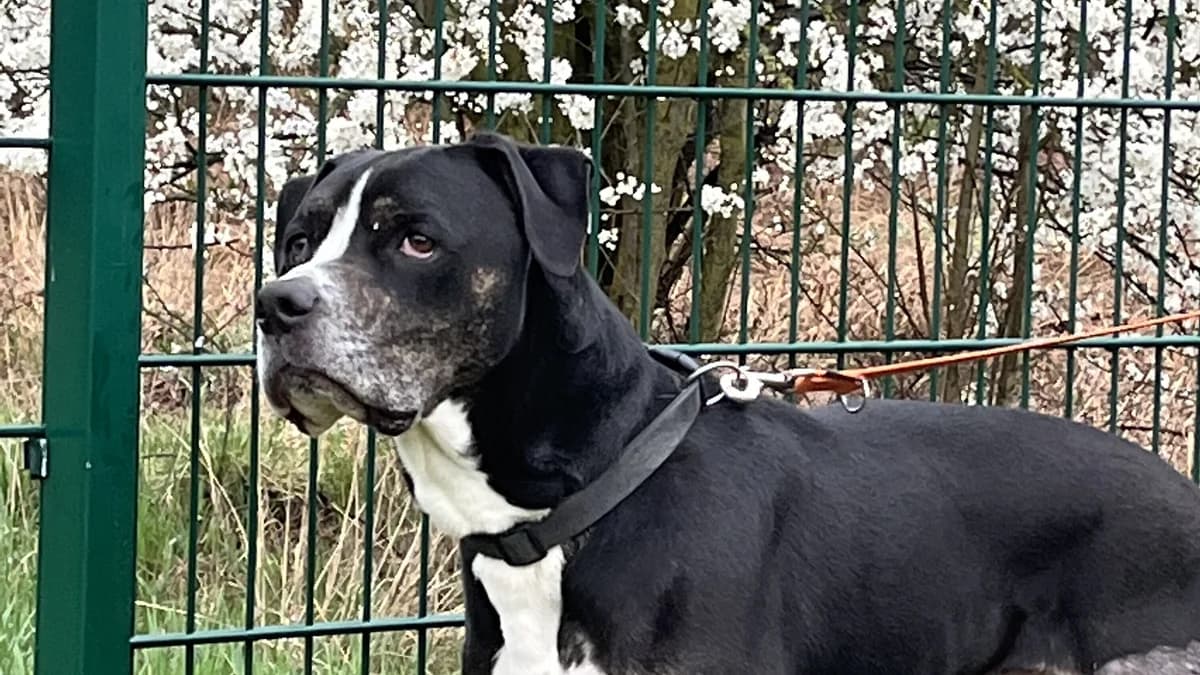 Baxter,  Mixed Breed for adoption at Tierheim Gera, Gera