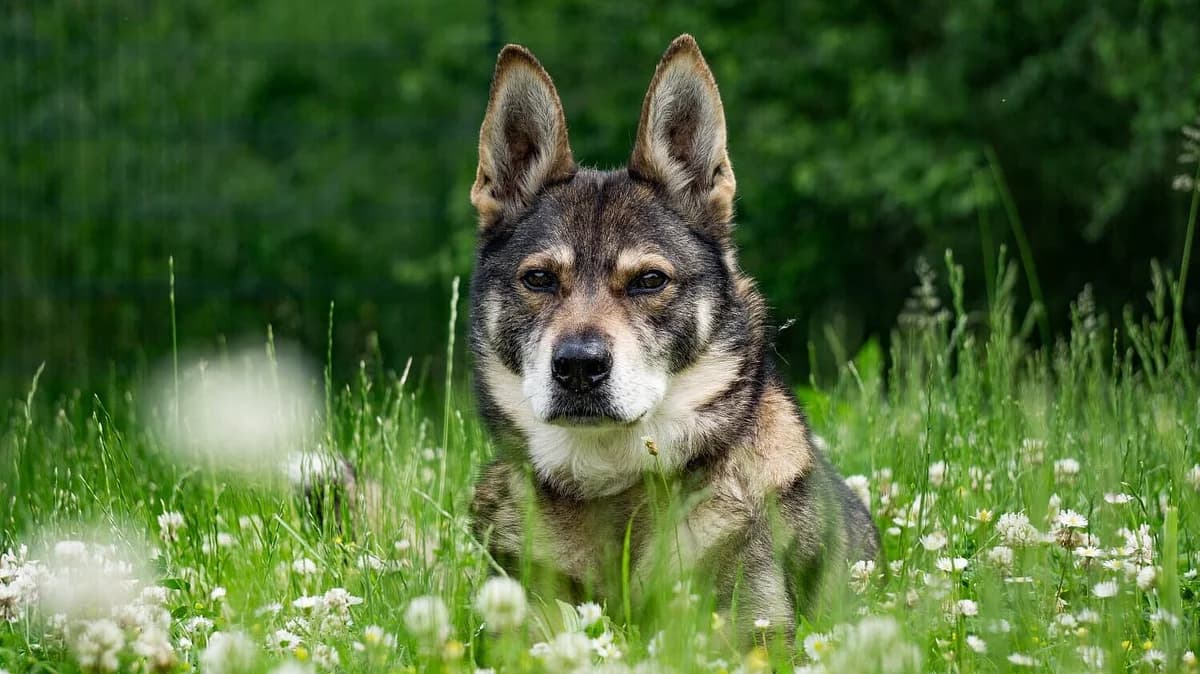 Benny,  Mixed Breed for adoption at Tierheim Gera, Gera