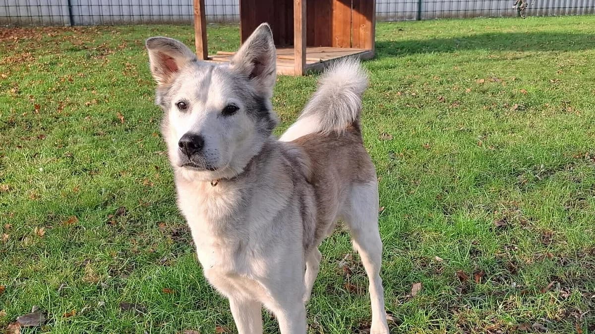 Ghost,  Mixed Breed for adoption at Tierheim Gera, Gera