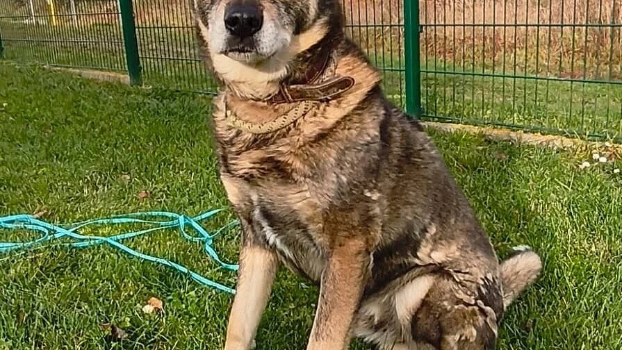 Kenny,  Mixed Breed for adoption at Tierheim Gera, Gera