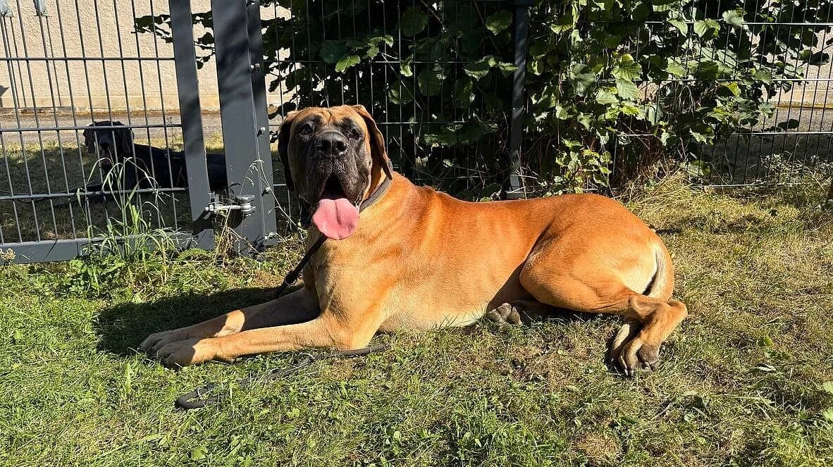 Kuno,  Mixed Breed for adoption at Tierheim Gera, Gera