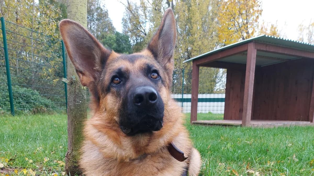 Luna,  Mixed Breed for adoption at Tierheim Gera, Gera