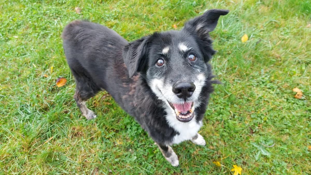 Pacco,  Mixed Breed for adoption at Tierheim Gera, Gera