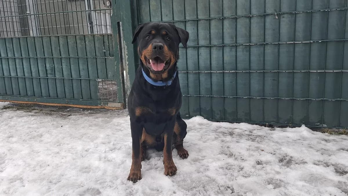 Pino,  Mixed Breed for adoption at Tierheim Gera, Gera