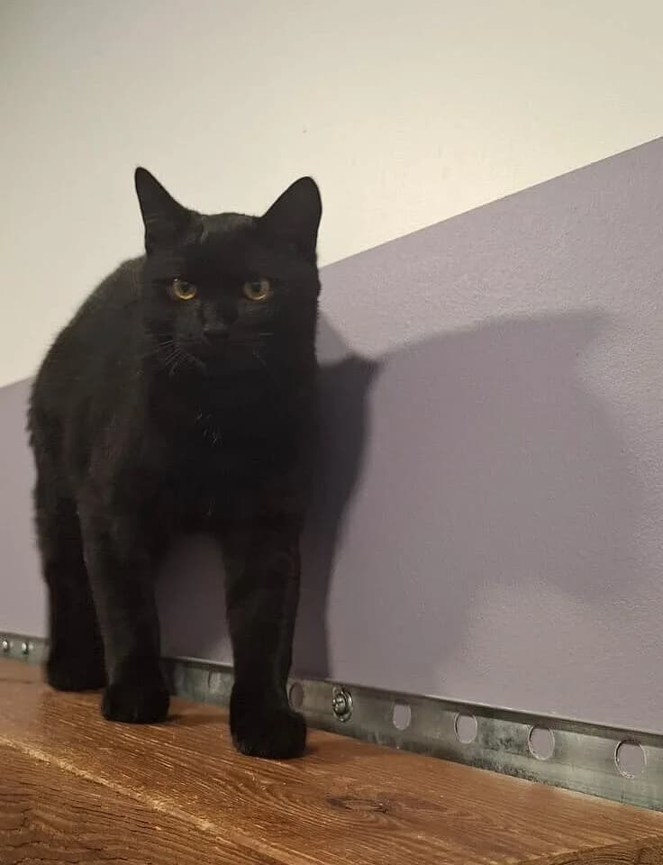 Shadow,  Mixed Breed for adoption at Tierheim Gera, Gera