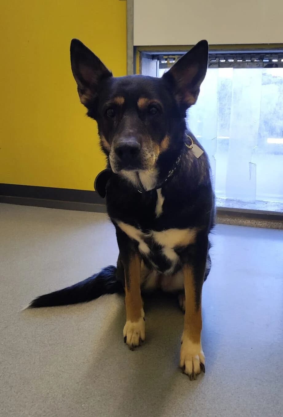 Shiva,  Mixed Breed for adoption at Tierheim Gera, Gera