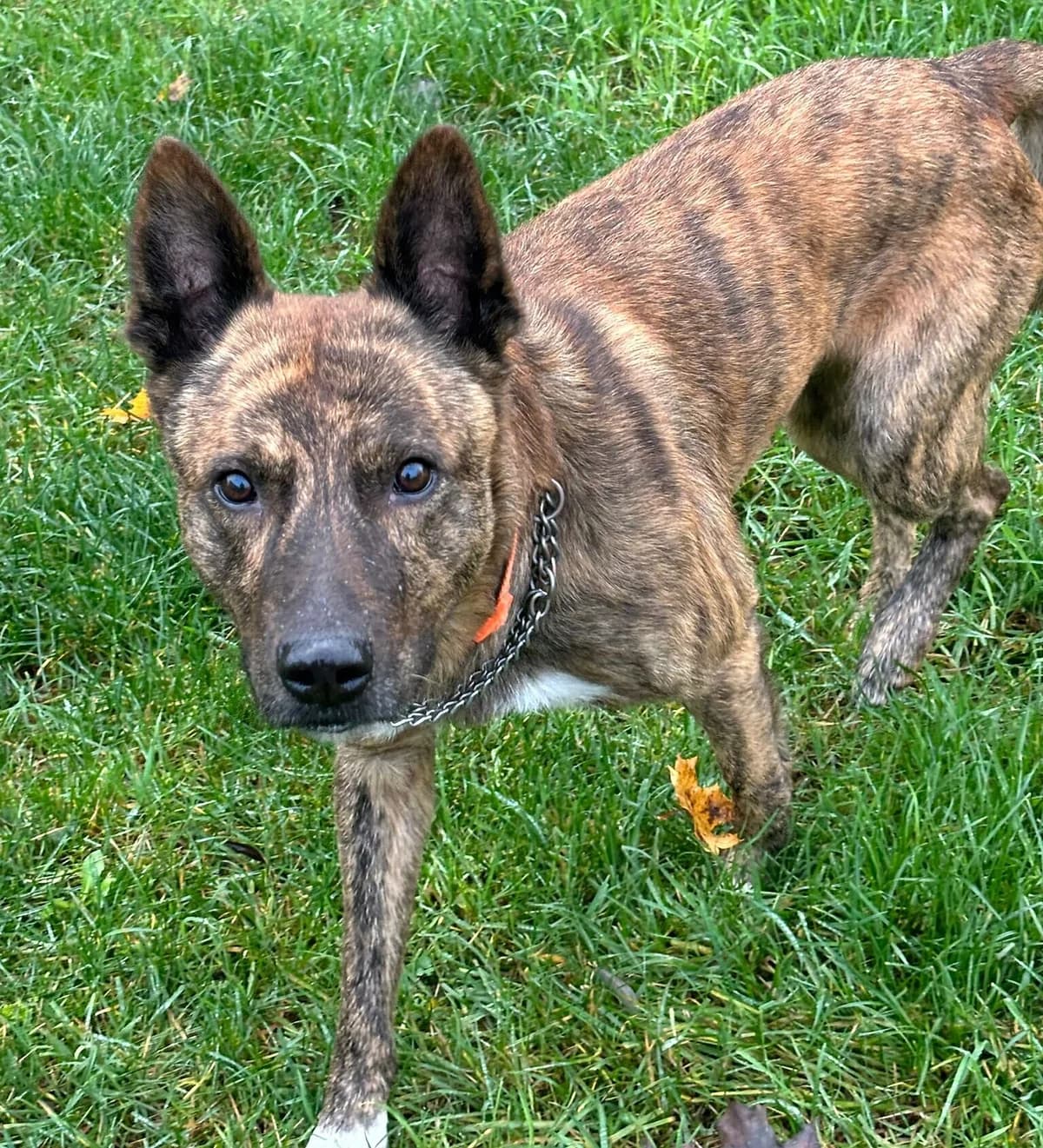 Socke,  Mixed Breed for adoption at Tierheim Gera, Gera